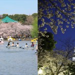 東京都内の桜の花見2大名所上野 VS 浅草が七番勝負！ 混雑、歴史、アクセスなどで比較した結果