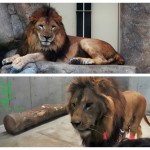 千葉県にライオンが初上陸したぞ！千葉動物公園のトウヤとアレンに会いに行ってきた！