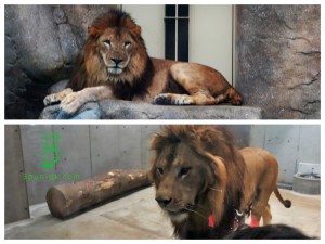 千葉県にライオンが初上陸したぞ！千葉動物公園のトウヤとアレンに会いに行ってきた！