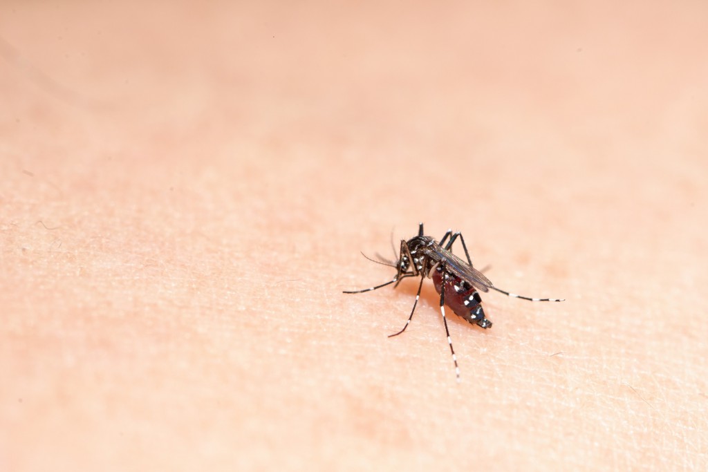 「蚊」に注意！蚊が媒介する病気・感染（デング熱・ジカ熱）。蚊に刺されない対策とは