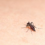 「蚊」に注意！蚊が媒介する病気・感染（デング熱・ジカ熱）。蚊に刺されない対策とは