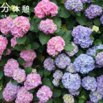 東京23区内のあじさい名所！ 江戸風情あふれる梅雨のお花見スポット