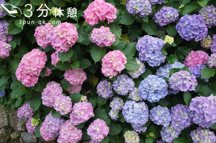 東京23区内のあじさい名所！ 江戸風情あふれる梅雨のお花見スポット