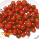 トマトの季節到来！関東近県のトマト狩り情報を紹介