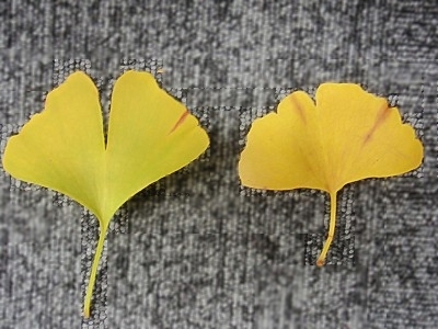 銀杏の葉：左が雄(オス)で右が雌(メス)