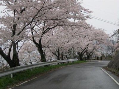 桜の街路樹：松江市のチェリーロードの桜